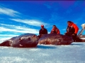 Greenland Shark