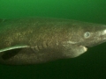 Greenland Shark