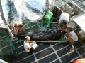 Greenland Shark