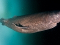 Greenland Shark