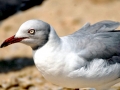 Grey-headed Gull