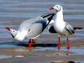 Grey-headed Gull