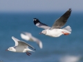 Grey-headed Gull