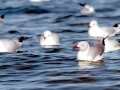 Grey-headed Gull
