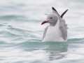 Grey-headed Gull