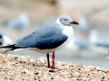 Grey-headed Gull