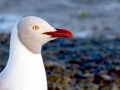 Grey-headed Gull