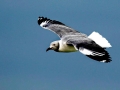 Grey-headed Gull