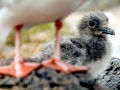 Grey-headed Gull