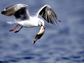 Grey-headed Gull