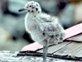 Grey-headed Gull