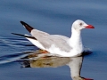 Grey-headed Gull