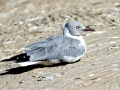 Grey-headed Gull