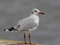 Grey-headed Gull