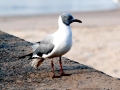 Grey-headed Gull