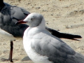 Grey-headed Gull