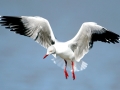 Grey-headed Gull