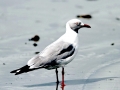 Grey-headed Gull