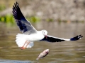 Grey-headed Gull