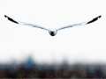Grey-headed Gull