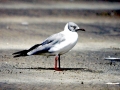 Grey-headed Gull