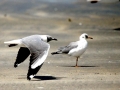 Grey-headed Gull
