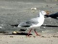 Grey-headed Gull