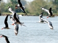 Grey-headed Gull