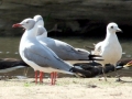 Grey-headed Gull