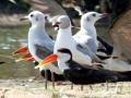 Grey-headed Gull