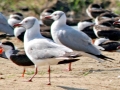 Grey-headed Gull
