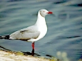 Grey-headed Gull