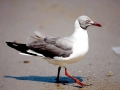 Grey-headed Gull
