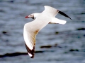 Grey-headed Gull
