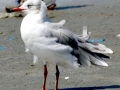 Grey-headed Gull