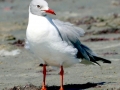 Grey-headed Gull