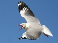 Grey-headed Gull