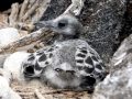 Grey-headed Gull