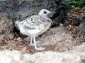 Grey-headed Gull