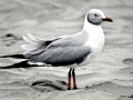 Grey-headed Gull