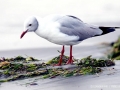 Grey-headed Gull