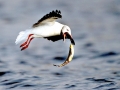 Grey-headed Gull