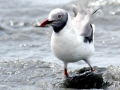 Grey-headed Gull