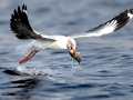 Grey-headed Gull