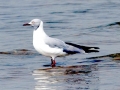 Grey-headed Gull