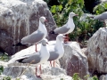 Grey-headed Gull