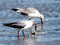 Grey-headed Gull