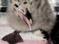Grey-headed Gull