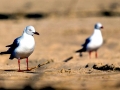 Grey-headed Gull