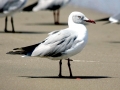 Grey-headed Gull